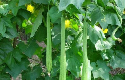 ​冬天丝瓜藤是什么样子的（秋天的丝瓜藤别砍掉了）