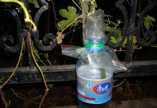 冬天丝瓜藤是什么样子的（秋天的丝瓜藤别砍掉了）(4)