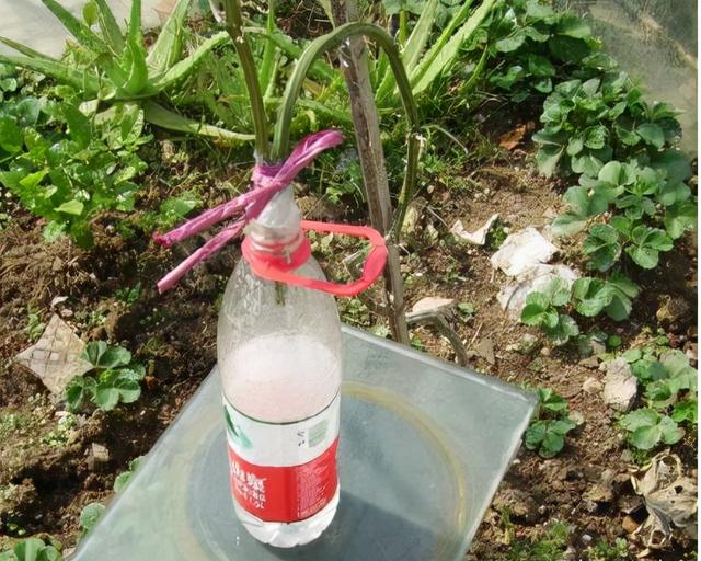 冬天丝瓜藤是什么样子的（秋天的丝瓜藤别砍掉了）(5)