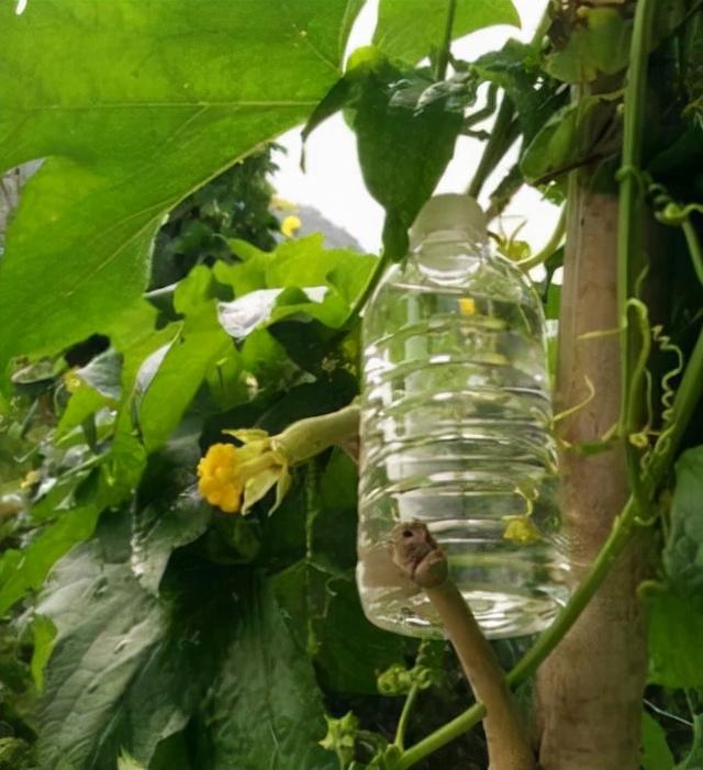 冬天丝瓜藤是什么样子的（秋天的丝瓜藤别砍掉了）(3)