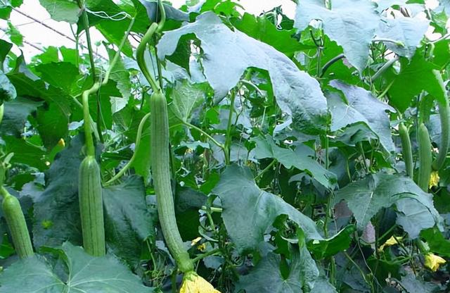 冬天丝瓜藤是什么样子的（秋天的丝瓜藤别砍掉了）(2)