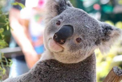 ​为什么只有澳大利亚有考拉?食物地理因素(唯一天敌狗)