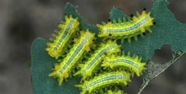 干辣椒里面长飞蛾还能要吗，辣椒面生飞蛾还能吃吗？图1