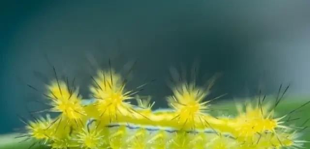 干辣椒里面长飞蛾还能要吗，辣椒面生飞蛾还能吃吗？图2