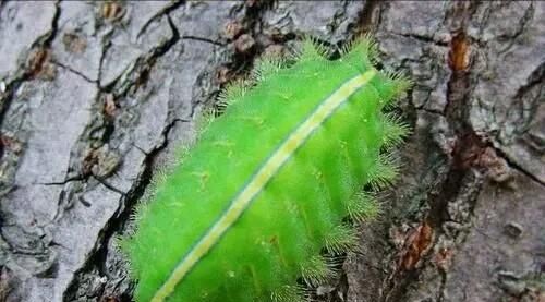 干辣椒里面长飞蛾还能要吗，辣椒面生飞蛾还能吃吗？图3