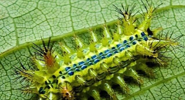 干辣椒里面长飞蛾还能要吗，辣椒面生飞蛾还能吃吗？图4