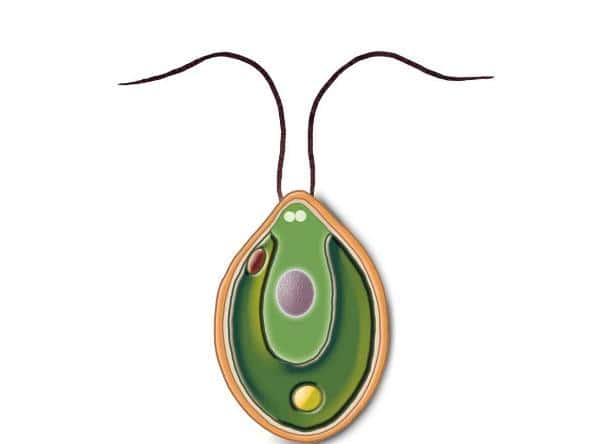 海绵宝宝里的痞老板是衣藻吗（痞老板是什么生物）