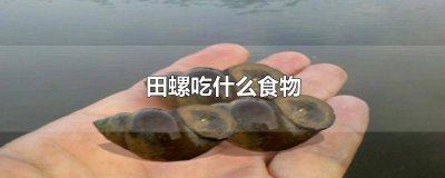 ​田螺吃什么食物 田螺吃什么食物为主