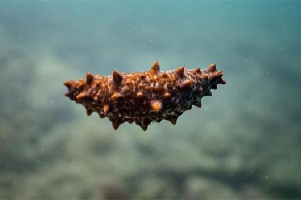 国足吃海参是什么梗 国足吃海参的由来