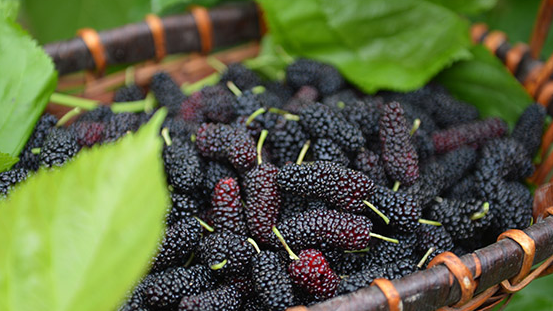 桑葚熬制后还有营养,桑葚加热后营养成分会被破坏吗图3