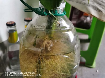 ​富贵竹长到戳屋顶都不黄叶，方法竟然这么简单