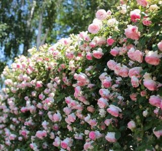 ​月季叶子黄了是怎么回事(月季花叶黄了是怎么回事)