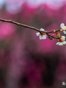 ​梅花长什么样子