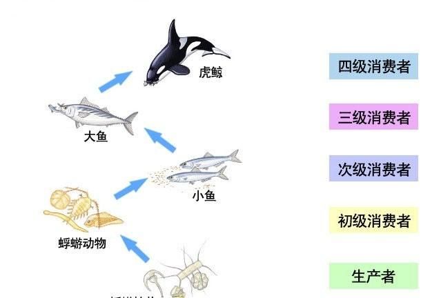 海洋中最多的生物是，海洋中含量最高的金属元素？图11