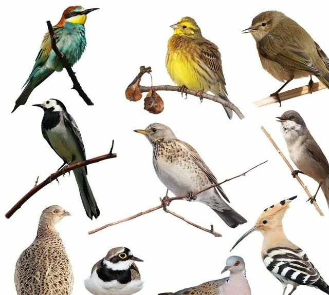 海洋中最多的生物是，海洋中含量最高的金属元素？图4