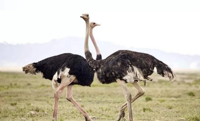 海洋中最多的生物是，海洋中含量最高的金属元素？图5