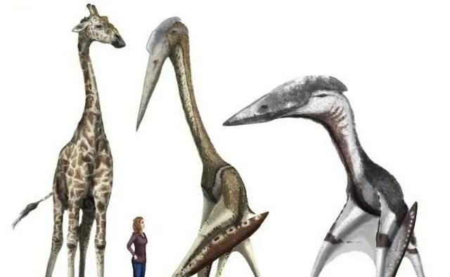 海洋中最多的生物是，海洋中含量最高的金属元素？图9