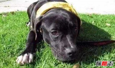 ​如何看懂狗狗的心理?领悟狗狗的10大行为语言(附图)