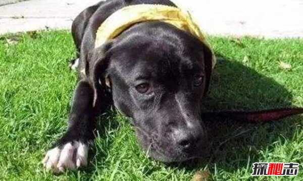 如何看懂狗狗的心理?领悟狗狗的10大行为语言(附图)