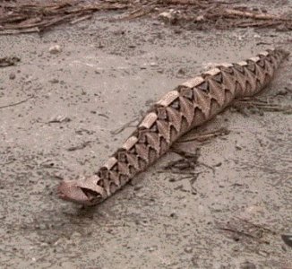 ​名气最大的蛇类肥宅，加蓬咝蝰实力究竟如何？能否称作毒蛇霸主？