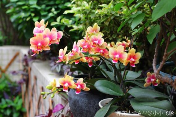 你的生日,对应的是哪种花,都进来看看吧!(上)