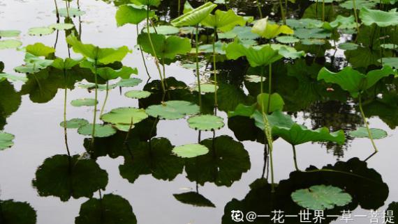 你的生日,对应的是哪种花,都进来看看吧!(上)