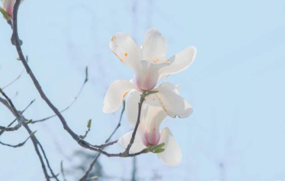 你的生日,对应的是哪种花,都进来看看吧!(上)