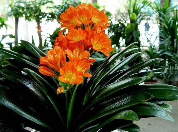 你的生日,对应的是哪种花,都进来看看吧!(上)