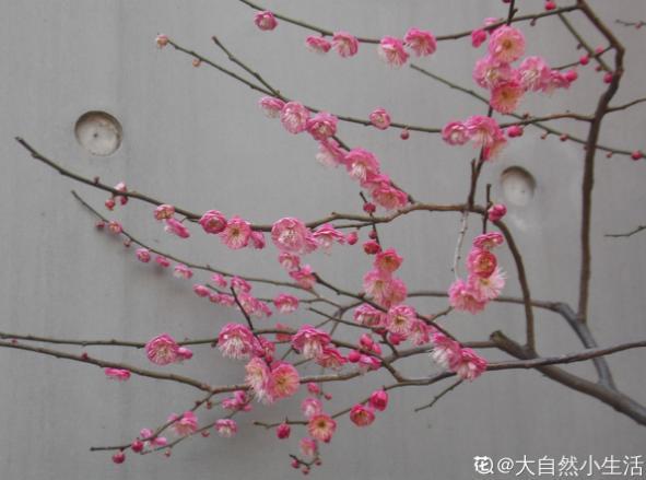 你的生日,对应的是哪种花,都进来看看吧!(上)