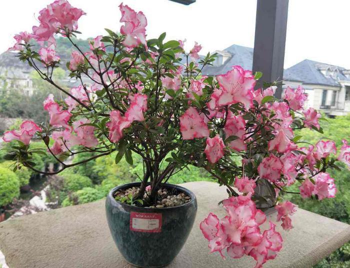 你的生日,对应的是哪种花,都进来看看吧!(上)