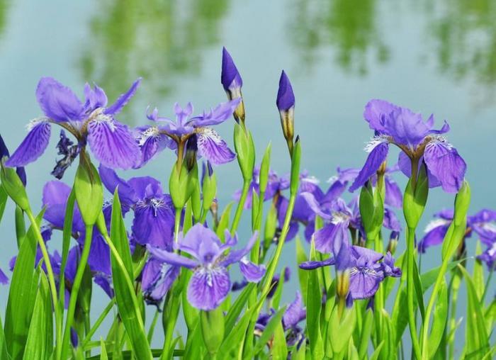 你的生日,对应的是哪种花,都进来看看吧!(上)