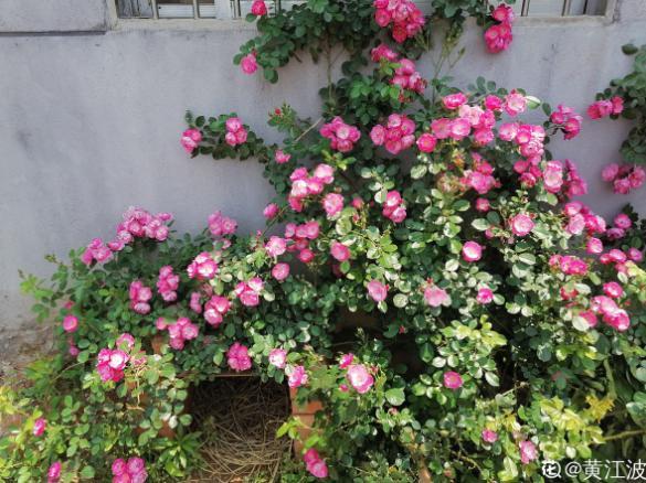 你的生日,对应的是哪种花,都进来看看吧!(上)