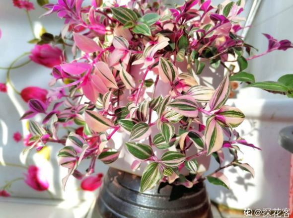 你的生日,对应的是哪种花,都进来看看吧!(上)