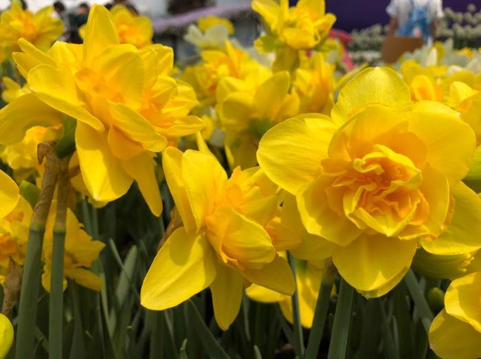 你的生日,对应的是哪种花,都进来看看吧!(上)