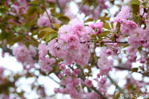 你的生日,对应的是哪种花,都进来看看吧!(上)