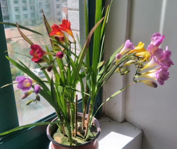 你的生日,对应的是哪种花,都进来看看吧!(上)