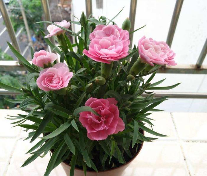 你的生日,对应的是哪种花,都进来看看吧!(上)