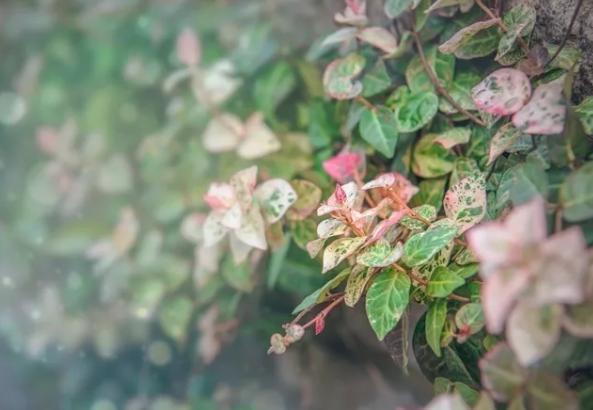 你的生日,对应的是哪种花,都进来看看吧!(上)