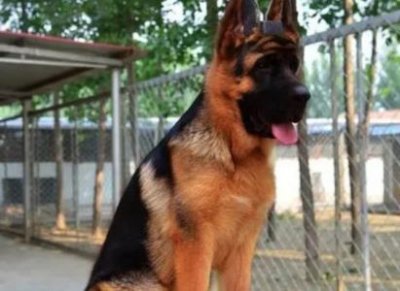 ​金毛犬为什么叫金毛金毛为什么叫猎犬