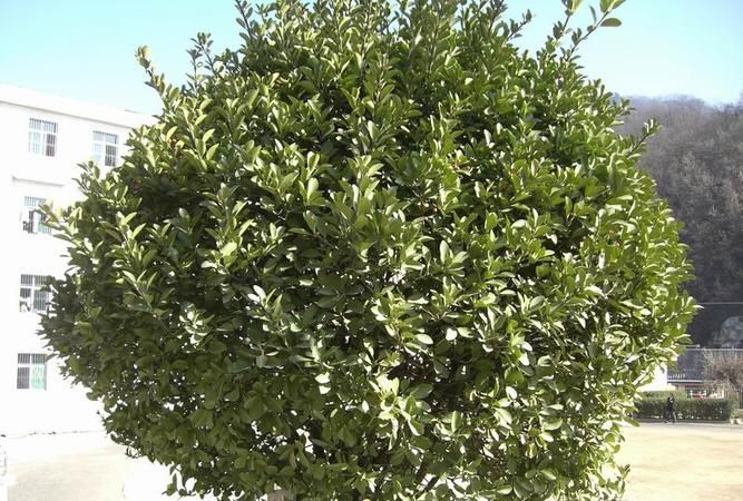 一年四季常青的树都有哪些