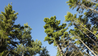 ​四季常青树有哪些品种,一年四季常青的树有多少种?