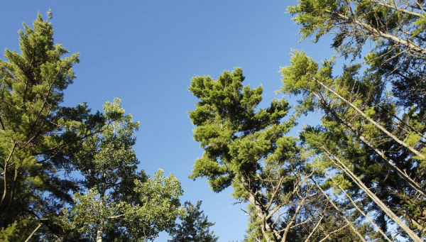 四季常青树有哪些品种,一年四季常青的树有多少种?图1