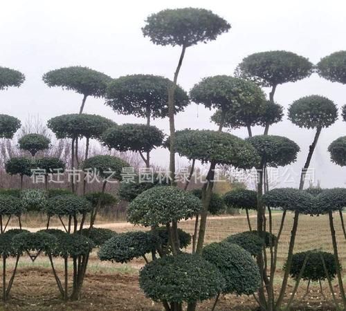 常见的常青树有哪些树和图片