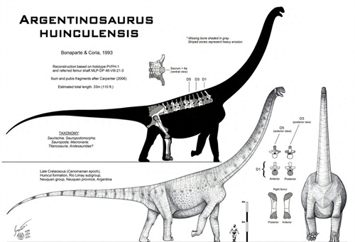 世界上最大的恐龙:阿根廷龙,体长40米体重100吨!