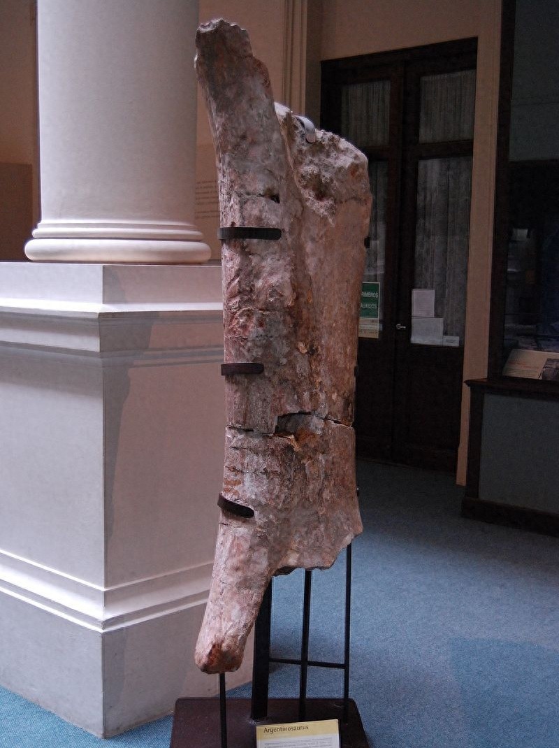 世界上最大的恐龙:阿根廷龙,体长40米体重100吨!