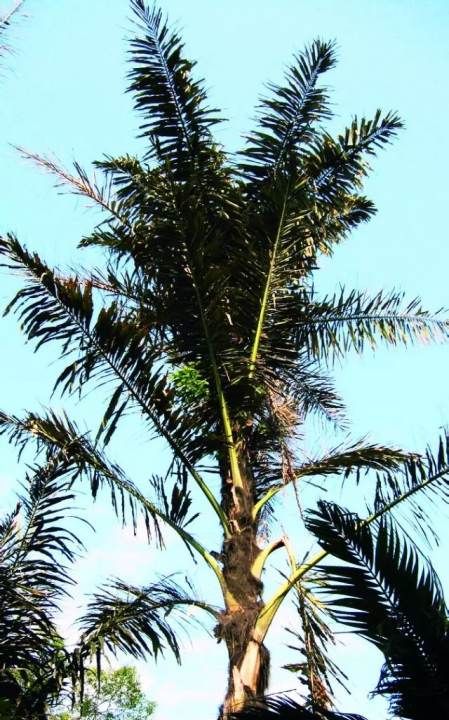 桄榔粉怎么冲,桄榔粉能减肥吗图5