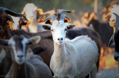 ​世界上最大的山羊