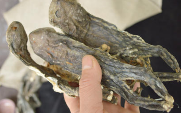 蟾蜍有什么药效,农村的水塘里有癞蛤蟆吗图6