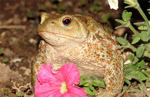 蟾蜍中药有那些功效