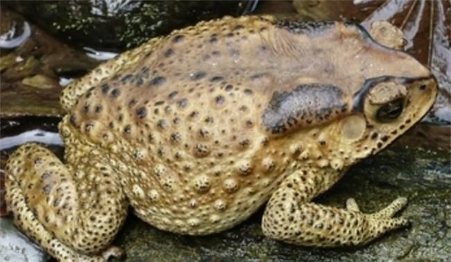 癞蛤蟆的功效与作用